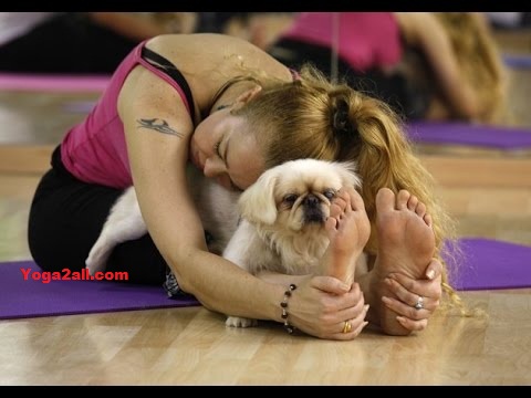 Dog Yoga