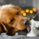 Aromatherapy for Cats and Dogs